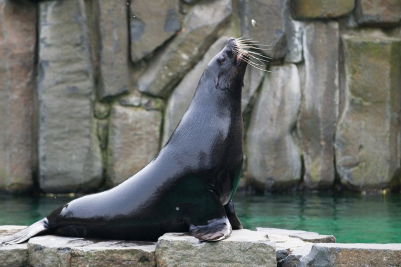 Meloun, foto (c) Tomáš Adamec, Zoo Praha